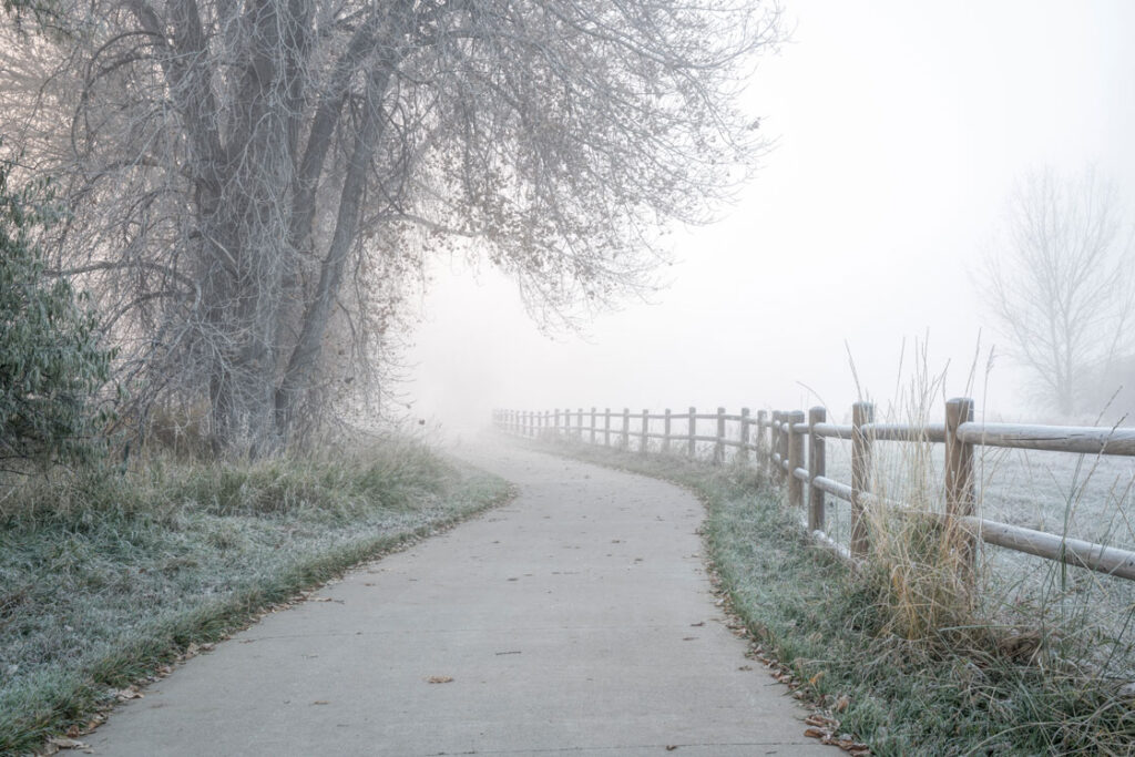 foggy day in park